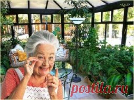 6 БАБУШКИНЫХ СОВЕТОВ ПО УХОДУ ЗА КОМНАТНЫМИ ЦВЕТАМИ...