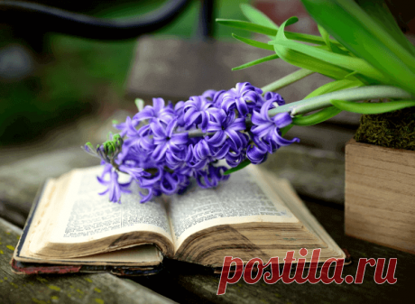 Мифы и легенды о цветах: Гиацинт ~ Planetalsad