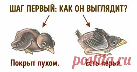 Вот что нужно делать, если вы нашли птенца, выпавшего из гнезда