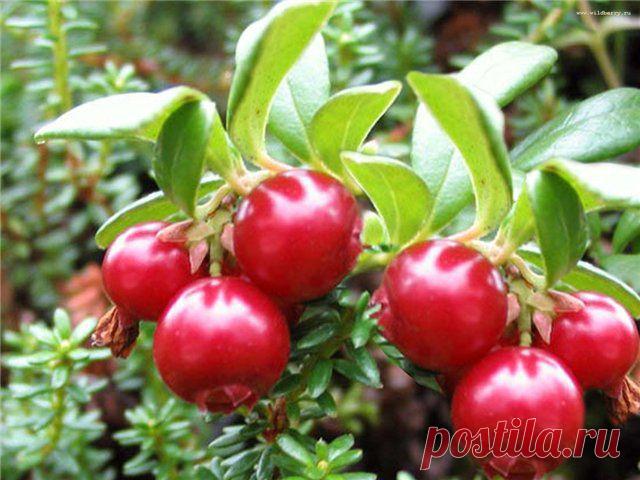 Клюква – царица ягод