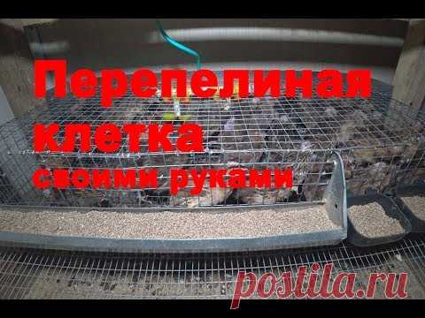 Перепелиная клетка своими руками