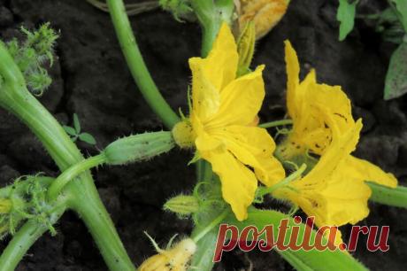 Как ухаживать за огурцами в открытом грунте для хорошего урожая | Азбука огородника | Яндекс Дзен