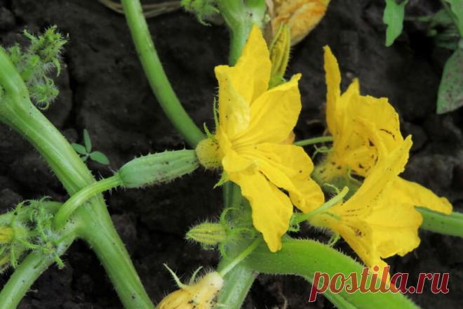 Как ухаживать за огурцами в открытом грунте для хорошего урожая | Азбука огородника | Яндекс Дзен