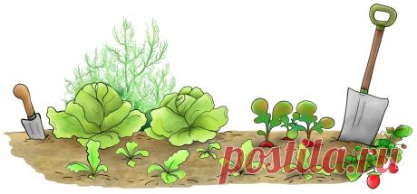 Календарь огородника Урала 2020 посевной, посадка картошки, капусты, томат, огурцы, лук, чеснок