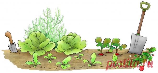 Календарь огородника Урала 2020 посевной, посадка картошки, капусты, томат, огурцы, лук, чеснок