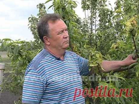 Как спасти персиковое дерево видео
