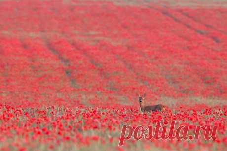 4. Фотография под названием «Сарна в четырёх временах года», сделанная в Саффолке, победила в категории «Британские сезоны». (Фото: Kevin Sawford / brytyjskie Wildlife Photography Awards 2015).