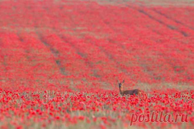 4. Фотография под названием «Сарна в четырёх временах года», сделанная в Саффолке, победила в категории «Британские сезоны». (Фото: Kevin Sawford / brytyjskie Wildlife Photography Awards 2015).