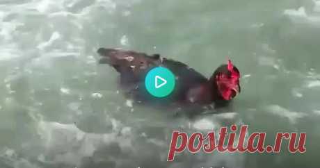 Sami the chicken 87217 views and 2063 votes on Imgur