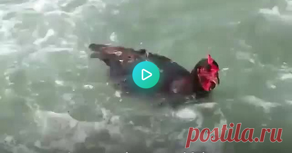 Sami the chicken 87217 views and 2063 votes on Imgur