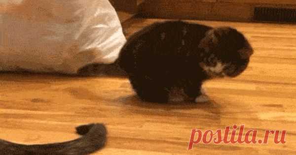 Смешные гифки, которые непременно удивят и порадуют  - Страница 3