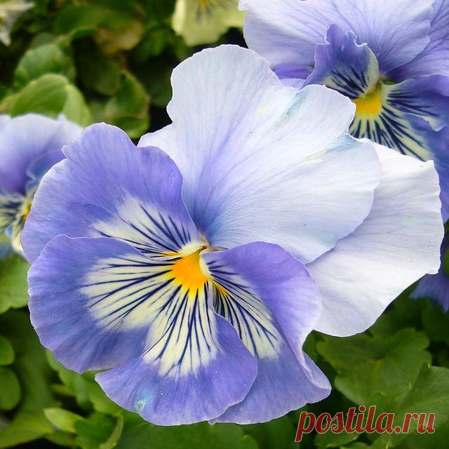 Я люблю ✿ ЦВЕТЫ ✿ | I ♥ Flowers