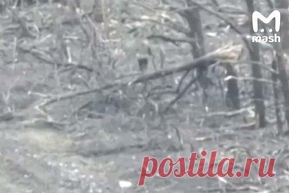 Российский боец сбил украинский дрон палкой и попал на видео. Российской боец палкой сбил украинский FPV-дрон в зоне специальной военной операции (СВО) и попал на видео. Кадры публикует Telegram-канал «Южный Фронт». Все происходит практически на открытой местности. Видно, как дрон подлетает к военному, который стоит в окружении нескольких голых деревьев.