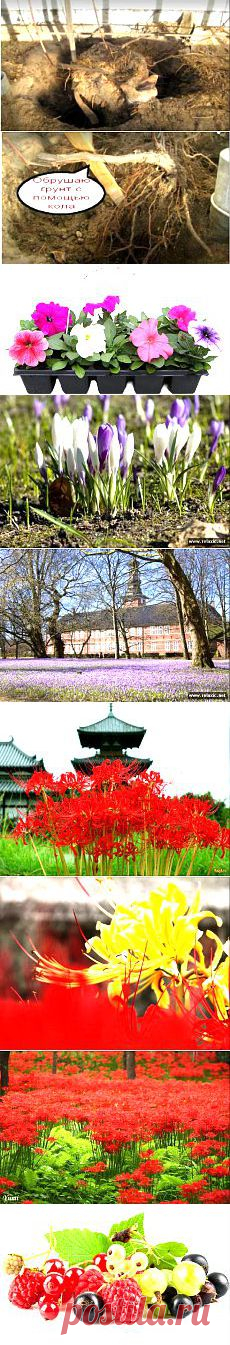 Сад и огород | Постила.ru