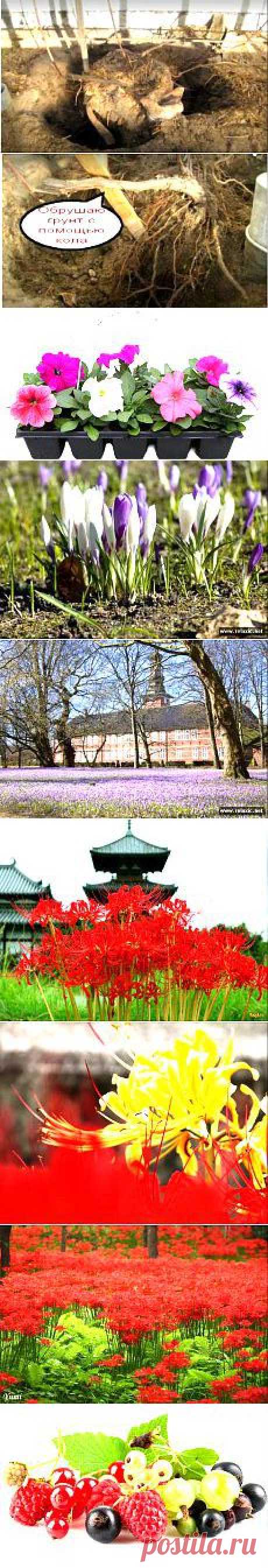 Сад и огород | Постила.ru