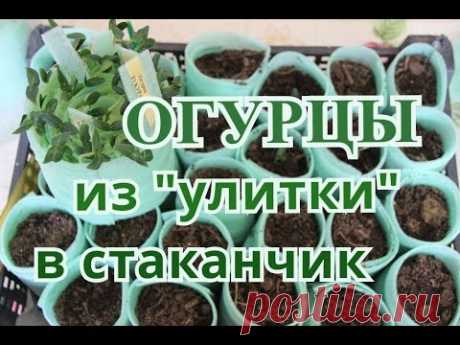 Сажаем Огурцы из &quot;улитки&quot; в стаканчики. - YouTube