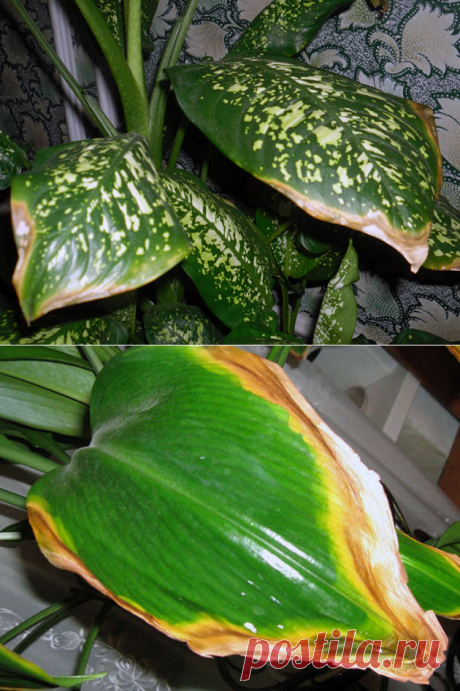 ПОЧЕМУ У ЦВЕТОВ ЖЕЛТЕЮТ ЛИСТЬЯ И КАК С ЭТИМ БОРОТЬСЯ