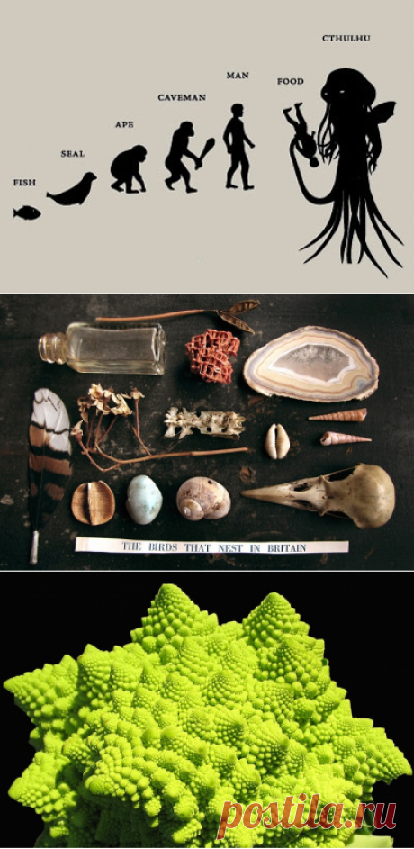 Теория эволюции на ПостНауке.