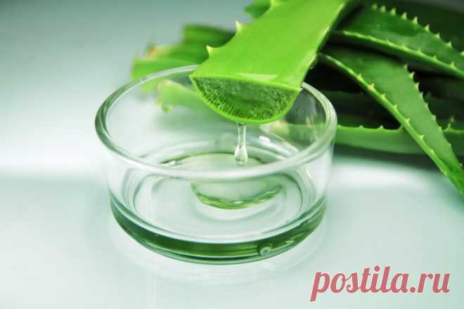 Алоэ - цветок домашний, его польза и вред растенияWomfit