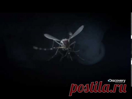 Глобальная эпидемия - Москиты