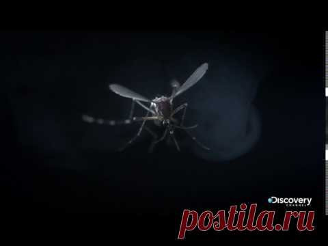Глобальная эпидемия - Москиты