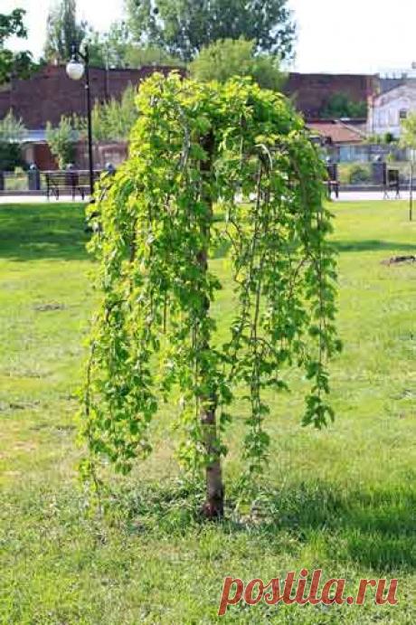 Шелковица  
Пожалуй, найдется немного растений такой давней культуры, как шелковица. Есть немало сортов, применяемых в плодоводстве и садоводстве. 
 
Шелковица – дерево 30 м в высоту, с широкояйцевидной или шат…