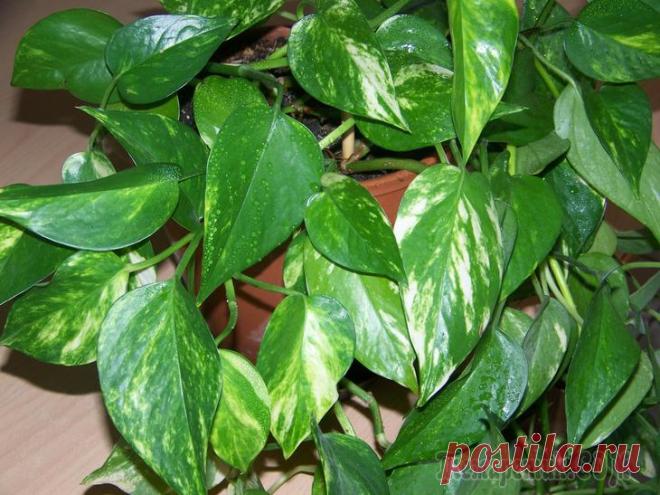 Сциндапсус размножение