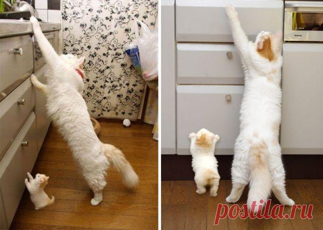 15 котов и их очаровательные мини-копии