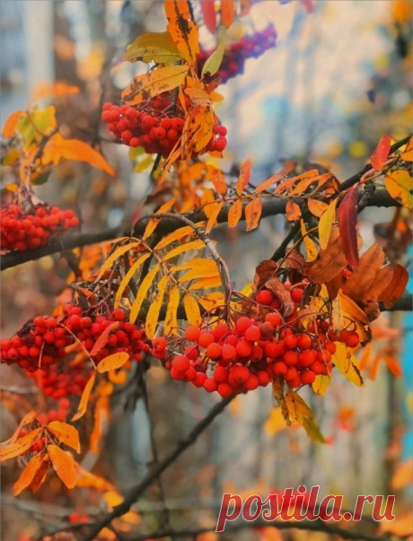 Пин на доске Esthétique d'automne