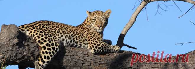 Знакомство со знаменитыми леопардами песков Саби | Сафари по желтой зебре