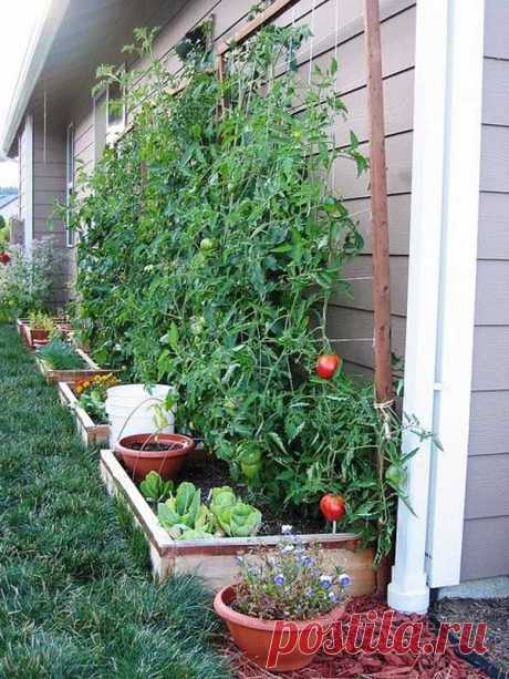 22 Ways for Growing a Successful Vegetable Garden