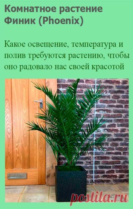 Комнатное растение Финик (Phoenix). Род включает 17 видов. Поступающие в продажу финики - плоды вида Ph.dactylifera, то есть финиковой пальмы настоящей. Один из популярных видов финиковых пальм - финик канарский (Ph.canariensis). У молодого растения этого вида ствол почти не выражен. Высота растения в природе - около 10-15 м.
