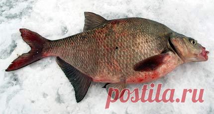 Рыбалка видео: Спускник на леща для зимней рыбалки