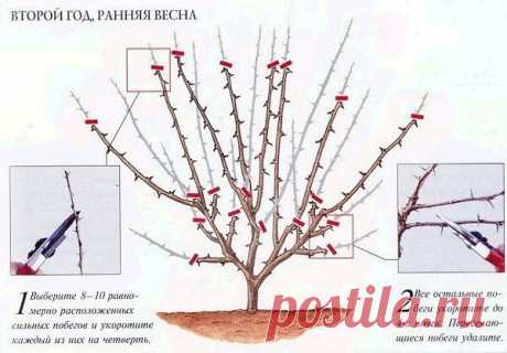 Сажаем, размножаем и лечим крыжовник. 

Смородина красная и чёрная, малина, ежевика, жимолость, крыжовник – всем знакомые и любимые аборигены российских садов. А знаете ли вы, что самой первой «одомашненной» ягодой на Руси был крыжовник? В пору его повсеместного царствования об известной всем до оскомины смородине даже и не слышали.
Показать полностью…