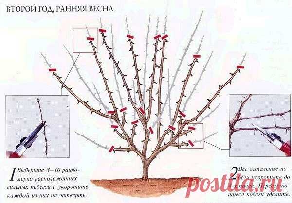 Сажаем, размножаем и лечим крыжовник. 

Смородина красная и чёрная, малина, ежевика, жимолость, крыжовник – всем знакомые и любимые аборигены российских садов. А знаете ли вы, что самой первой «одомашненной» ягодой на Руси был крыжовник? В пору его повсеместного царствования об известной всем до оскомины смородине даже и не слышали.
Показать полностью…