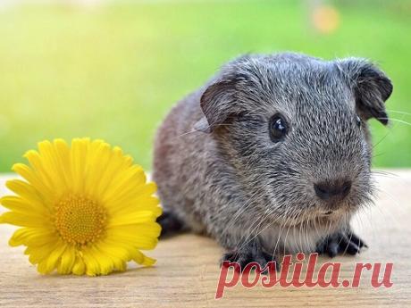 Какие домашние животные способны защитить дом от негатива и привлечь счастье Животные благоприятно влияют не только на энергетику дома, но и на своих владельцев. Они радуют не только своим присутствием, но и ценны способностью убрать негатив. Каждый питомец по-своему защищает от зла и привлекает в жизнь своих хозяев счастье.