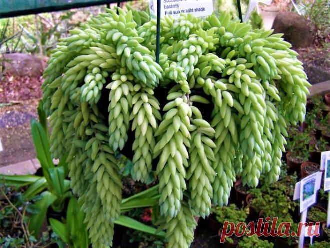 Rabo-De-Burro - SUCULENTA Nome Científico: Sedum morganianum Essa exótica Suculenta forma uma belíssima cascata formada por seus ramos pendentes que podem medir até 1.5 metro de comprimento, ideal para vasos suspensos!! Só no Brasil contamos com mais de 100 tipos de suculentas, plantas cuja característica mais marcante é o fato de armazenarem boa quantidade de água nas raízes, no talo ou nas folhas, o que varia de acordo com a espécie. Essa adaptação lhes permite manter re...