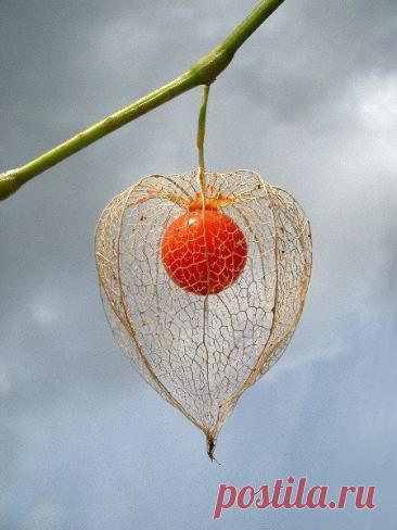 Пин на доске яФИЗАЛИС