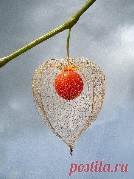 Пин на доске яФИЗАЛИС