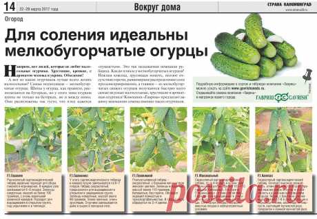 Сорта огурцов идеальные для соления