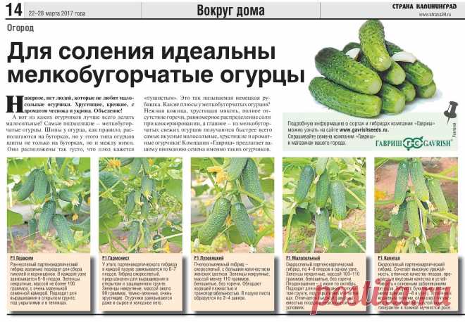 Сорта огурцов идеальные для соления