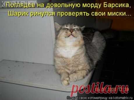 Довольная морда. | KotoMail.ru
