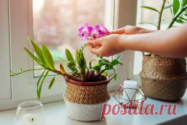 Empfindlich: Was Sie bei der Orchideen-Pflege beachten sollten | WEB.DE