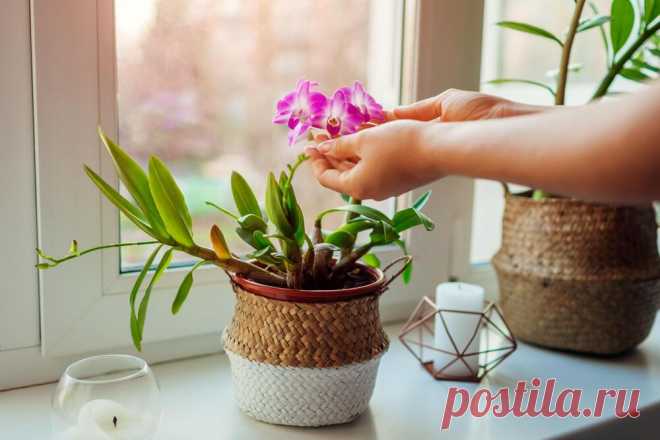 Empfindlich: Was Sie bei der Orchideen-Pflege beachten sollten | WEB.DE
