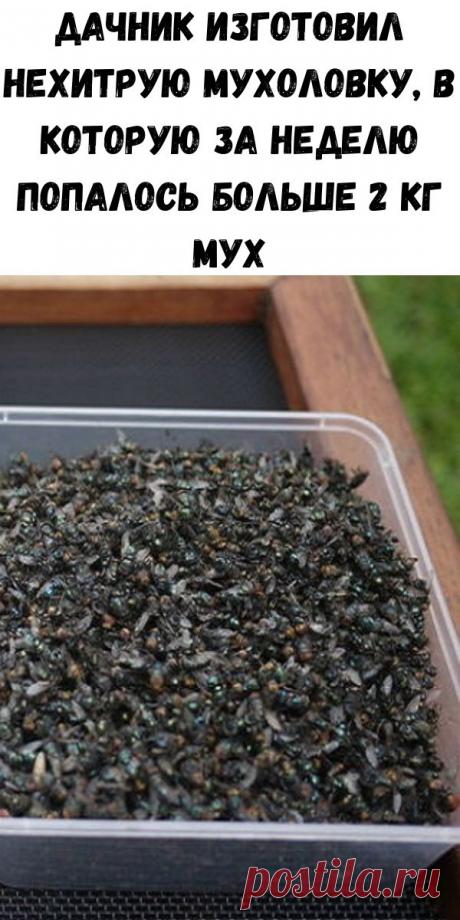 Дачник изготовил нехитрую мухоловку, в которую за неделю попалось больше 2 кг мух - Счастливые заметки