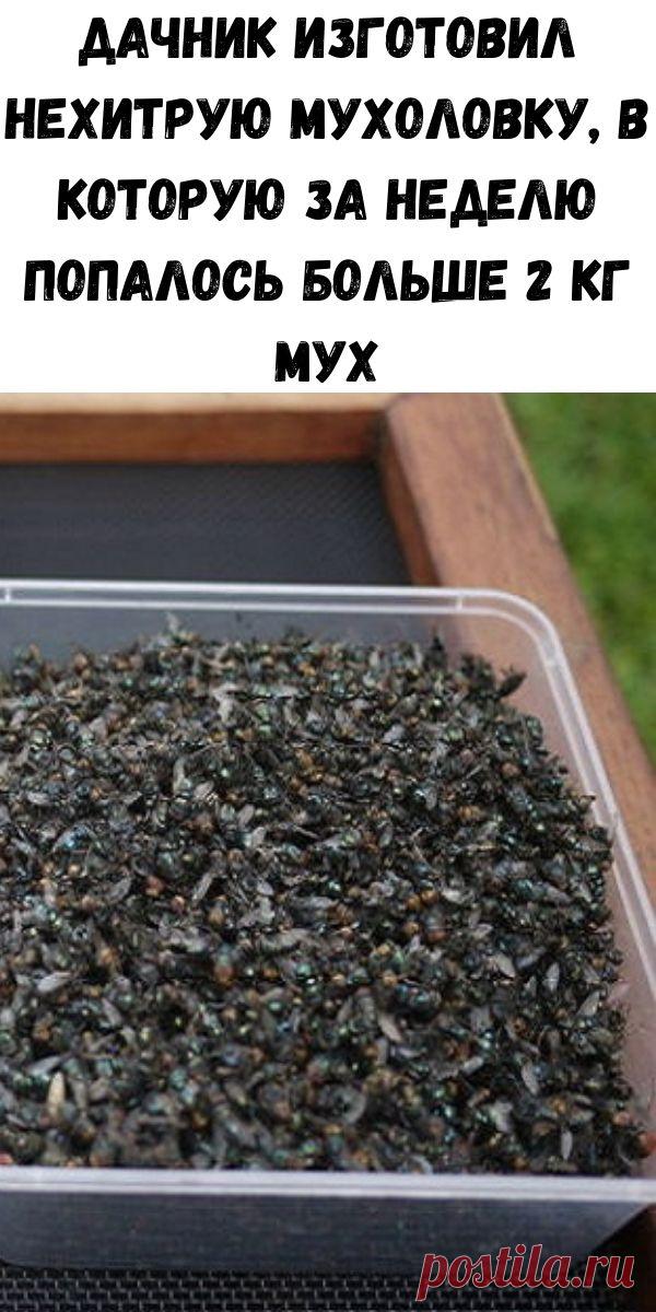 Дачник изготовил нехитрую мухоловку, в которую за неделю попалось больше 2 кг мух - Счастливые заметки