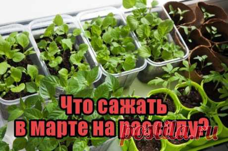 Что сажать в марте на рассаду? 

Преимуществом первого весеннего месяца, является более длинный, чем зимой, световой день. 
Многие семена мы уже посадили в январе и феврале, а теперь узнаем, что можно сажать в марте. 
чuтать noлностью ...