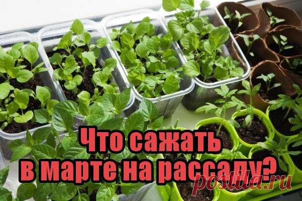 Что сажать в марте на рассаду? 

Преимуществом первого весеннего месяца, является более длинный, чем зимой, световой день. 
Многие семена мы уже посадили в январе и феврале, а теперь узнаем, что можно сажать в марте. 
чuтать noлностью ...