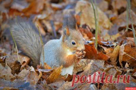 Фото: Белка. Фотограф Константин Анисимов. Фото животных - Фотосайт Rasfokus.ru