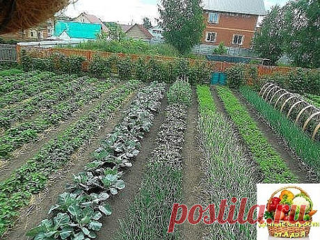 полезные советы подкормок